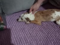Standart chihuahua dişi