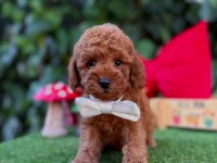 Toy Poodle Yavrularımız Ömürlük Aileleri Bekliyor