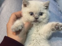 Veteriner hekim kontrollü british shorthair