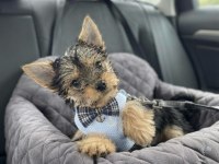 Tüy dökmeyen koku alerji yapmayan ırk köpeğimiz