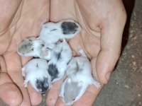 Ev üretimi gonzales hamster ele alışık