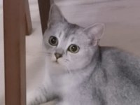 Yetişkin kedilerimi ücretsiz sahiplendiriyorum