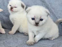 Scottish fold blue point