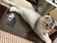 Orjinal saf kan scottish fold bebekler