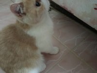 Dişi exotic shorthair