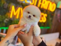Ayı Surat Pomeranian Bebeklerimiz