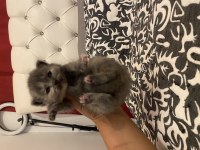 Kendi kedimin bebekleri rezerve için açık