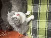 Scottish fold yavrularımız sahiplendirilecektir