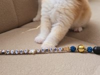 British longhair kaliteli yavrular