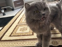 Yetişkin kısır dişi british longhair