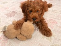 Maltipoo 0 Numara 2 Aylık Eşyaları Var