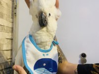 PAMUKK GİBİ GERÇEK BEBEK YAVRU KAKADU