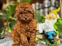 LİTTLEPAWS FARKI İLE TEACUP TOY POODLE BEBEKLER