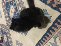 4 aylık dişi scottish fold