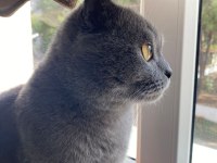 İş sebebiyle sahiplendirilecek scottish fold