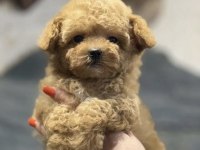 Mini Maltipoo Bebeklerimiz