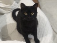 Kara oğlan kedimiz