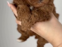 Toy Poodle Köpeği