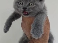 Acil sahiplendirilecektir 2 aylık eğitimli british shorthair