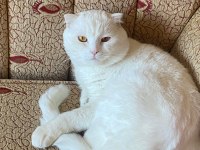 Çok tatlı scottish fold straight ve jack terrier