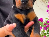 A Kalite Eğitim Destekli Doberman