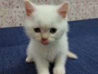 A KALİTE BRİTİSH LONGHAİR YAVRULAR