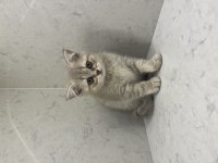 Oyuncu Bir Bebek Kedimiz