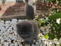 Sahiplendirme erkek ve dişi british shorthair