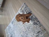 3 Aylık Toy Poodle