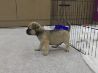 Pug 1 Dişi ve 1 Erkek