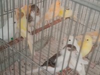 Kanarya sarı beyaz harlikuin parçali kanaryalar
