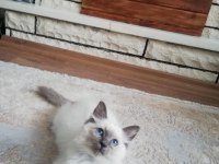 Safkan full şecereli anne babadan ragdoll erkek yavrumuz