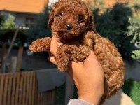 Toy Poodle Bebişler