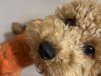 1 YAŞINDA TOY POODLE EĞİTİMLİ