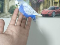 Acil muhabbet kuşumuz