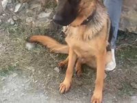 Alman kurdu 2 yaşında