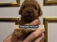 Orijinal Toy Poodle
