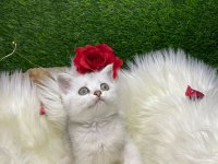 SHOW KALİTE SAFKAN BRİTİSH LONGHAİR YAVRULARIM