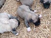 Yeni doğmuş Kangal yavruları