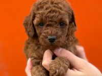 Güvenilir Çiftliğimizden Poodle