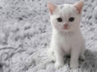 British Shorthair Kedisi İçin Ulaşın