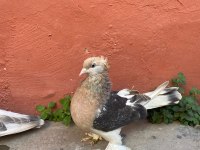 Uyguna toplu kuşlar
