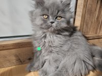 Scottish fold yavrularımız yeni yuvalarını arıyor