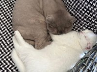 7 aylık british shorthair