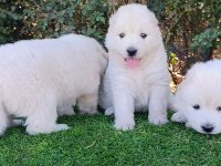 Pamuk Samoyed Bebekler