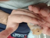 Çok Tatlı ve Ele Alışık Minnak Hamsterler