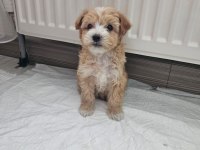 2 aylık Dişi Maltipoo