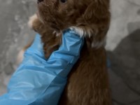 Kore Maltipoo yavruları