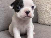 French Bulldog Yavrular Irk Sağlık Garantili