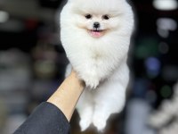 Fci Scr belgeli pomeranian bebekler